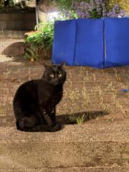 Found/Stray Male Cat last seen N. Juanita , Kirkland, WA 98034