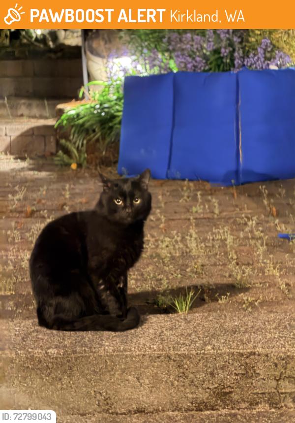 Found/Stray Male Cat last seen N. Juanita , Kirkland, WA 98034