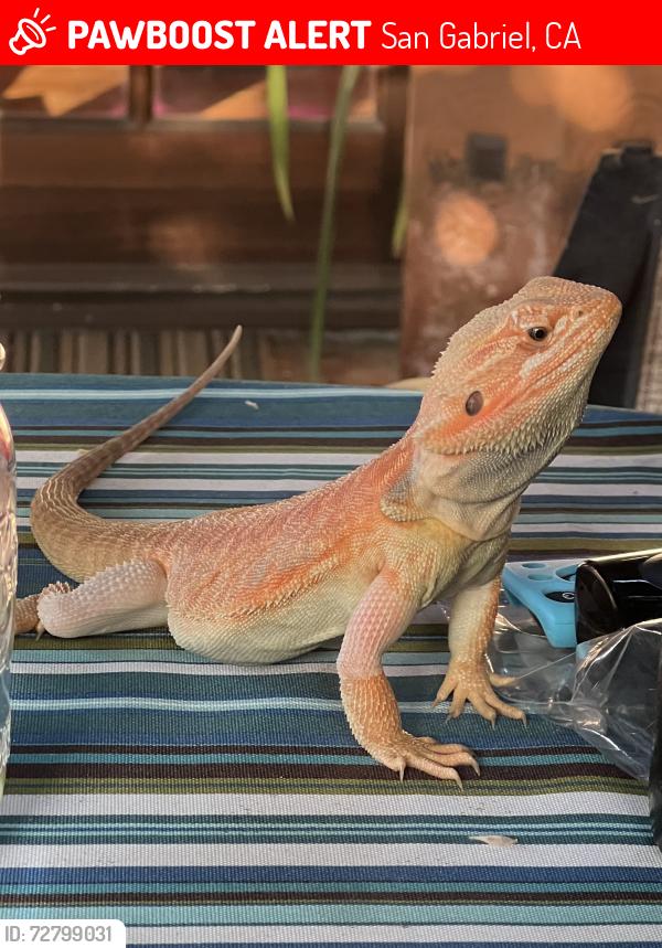 Lost Male Reptile last seen N Mission Dr, San Gabriel, CA 91775