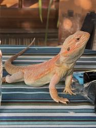 Lost Male Reptile last seen N Mission Dr, San Gabriel, CA 91775