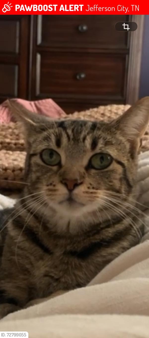Lost Female Cat last seen Gas station, Jefferson City, TN 37760