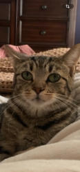 Lost Female Cat last seen Gas station, Jefferson City, TN 37760
