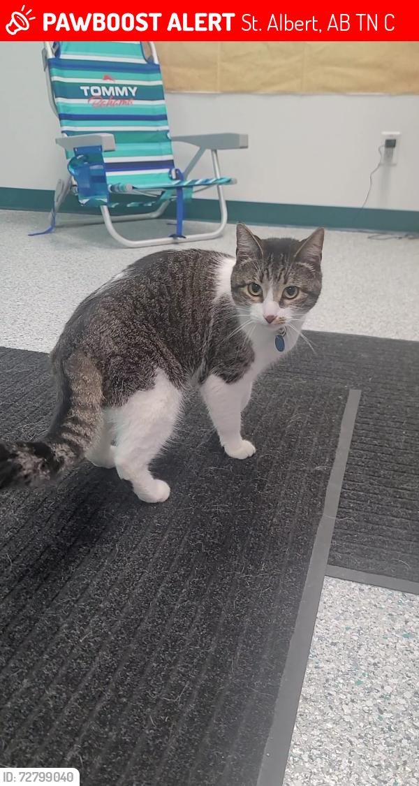 Lost Female Cat last seen Jensen Lakes, St. Albert, AB T8N 8C5