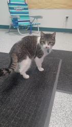 Lost Female Cat last seen Jensen Lakes, St. Albert, AB T8N 8C5