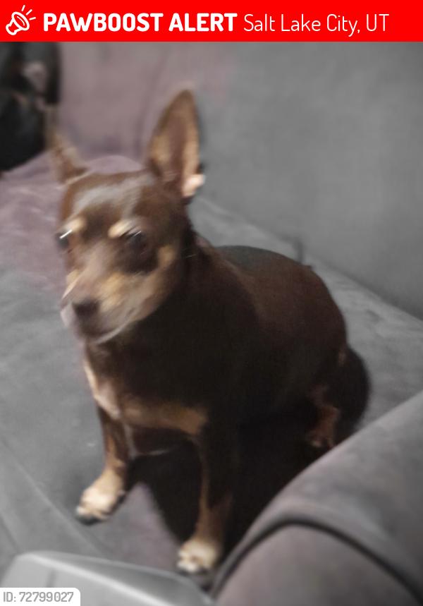 Lost Female Dog last seen Near S 500 W near Maverik Salt Lake City 84115, Salt Lake City, UT 84123
