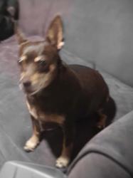 Lost Female Dog last seen Near S 500 W near Maverik Salt Lake City 84115, Salt Lake City, UT 84123