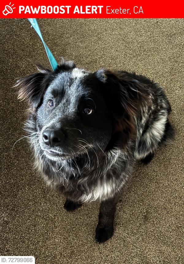 Lost Male Dog last seen South Orange Ave and Firebaugh, Exeter, CA 93221