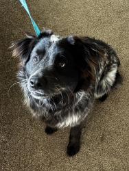 Lost Male Dog last seen South Orange Ave and Firebaugh, Exeter, CA 93221
