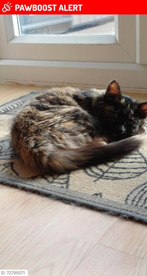 Lost Female Cat last seen Elm st, Bredbury, England SK6 2PY