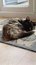 Lost Female Cat last seen Elm st, Bredbury, England SK6 2PY