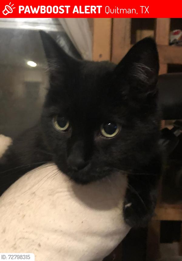 Lost Male Cat last seen Goode st & Lane St. , Quitman, TX 75783