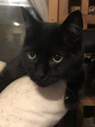 Lost Male Cat last seen Goode st & Lane St. , Quitman, TX 75783