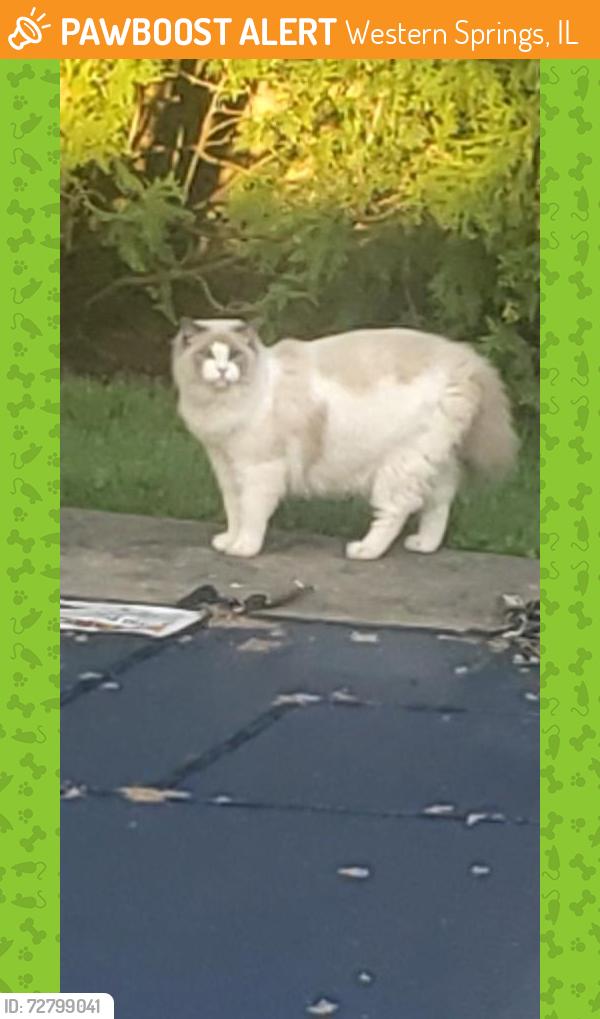 Found/Stray Unknown Cat last seen Maple and Lawn Westerns Springs IL, Western Springs, IL 60558