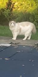 Found/Stray Unknown Cat last seen Maple and Lawn Westerns Springs IL, Western Springs, IL 60558