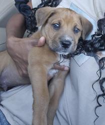 Found/Stray Male Dog last seen Coulston and Ferree street, Loma Linda, CA 92412