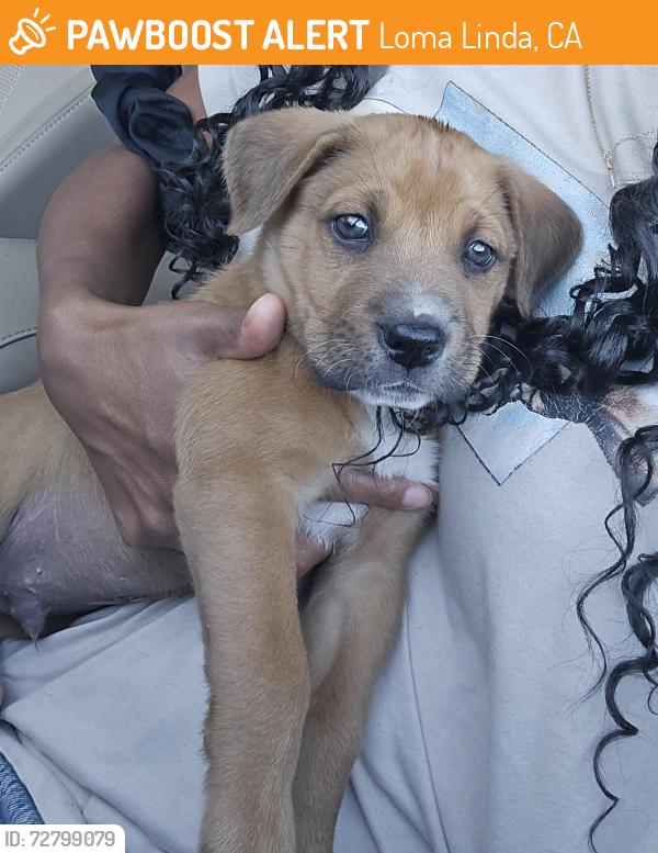 Found/Stray Male Dog last seen Coulston and Ferree street, Loma Linda, CA 92412