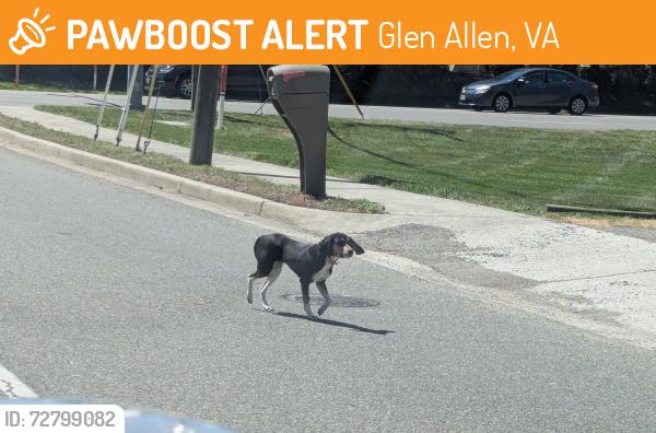 Found/Stray Unknown Dog last seen Francistown Road and Hungary Road , Glen Allen, VA 23060