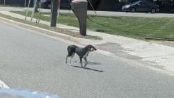 Found/Stray Unknown Dog last seen Francistown Road and Hungary Road , Glen Allen, VA 23060
