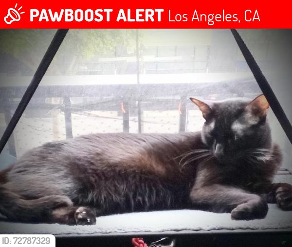 Lost Male Cat last seen Alexandria hotel. Spring n 5th, Los Angeles, CA 90013
