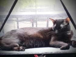 Lost Male Cat last seen Alexandria hotel. Spring n 5th, Los Angeles, CA 90013