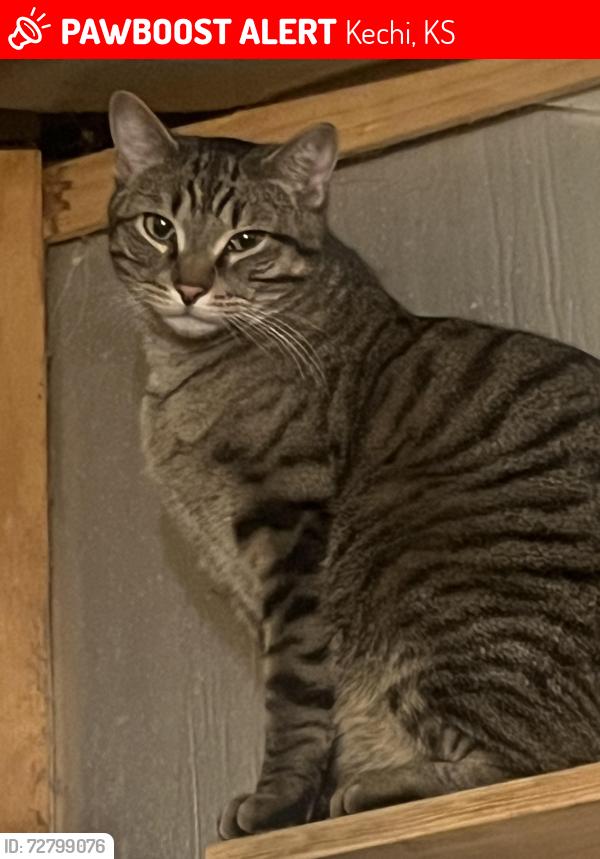 Lost Male Cat last seen Oliver, Kechi, KS 67067