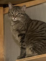 Lost Male Cat last seen Oliver, Kechi, KS 67067