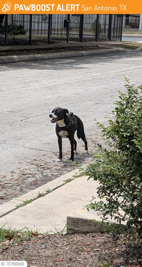Found/Stray Female Dog last seen St Ann's church , San Antonio, TX 78201