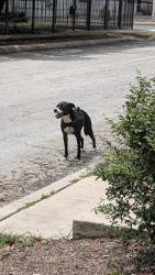 Found/Stray Female Dog last seen St Ann's church , San Antonio, TX 78201