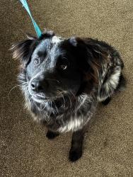 Lost Male Dog last seen S Orange and Firebaugh, Exeter, CA 93221