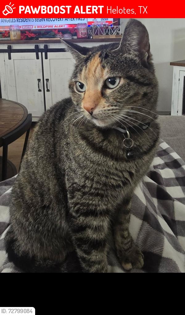 Lost Female Cat last seen Shotgun way , Helotes, TX 78023