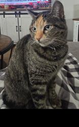 Lost Female Cat last seen Shotgun way , Helotes, TX 78023