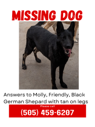 Lost Female Dog last seen Four Hills Village, Albuquerque, NM 87123