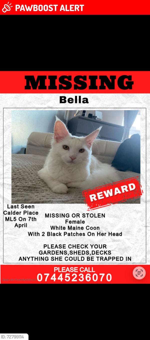 Lost Female Cat last seen Carnbroe Sykeside Coatbridge, North Lanarkshire, Scotland ML5 4GJ