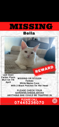 Lost Female Cat last seen Carnbroe Sykeside Coatbridge, North Lanarkshire, Scotland ML5 4GJ