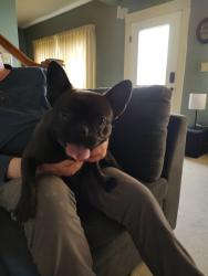 Found/Stray Female Dog last seen Safeway in South Marysville Wa. , Marysville, WA 98270