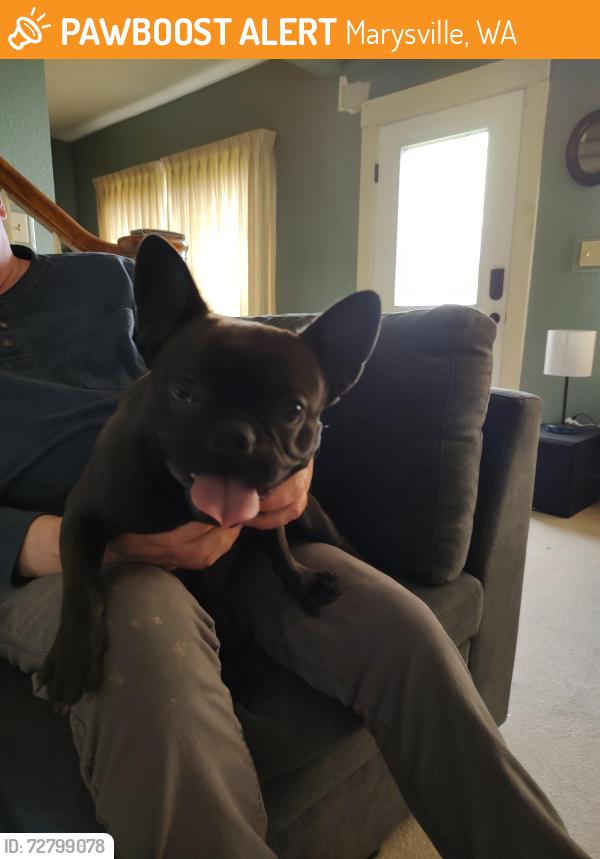 Found/Stray Female Dog last seen Safeway in South Marysville Wa. , Marysville, WA 98270