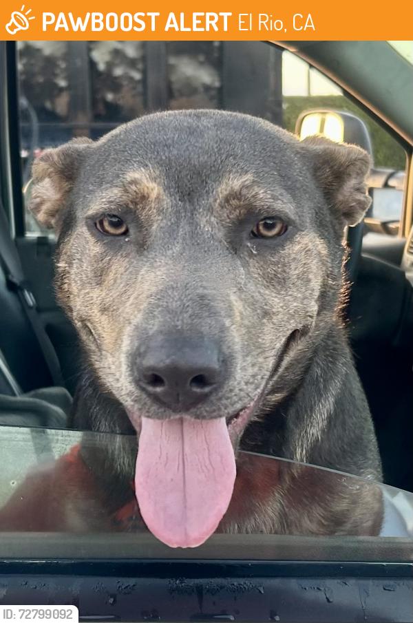 Found/Stray Female Dog last seen Vineyard & Stroube , El Rio, CA 93036
