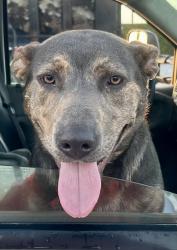 Found/Stray Female Dog last seen Vineyard & Stroube , El Rio, CA 93036