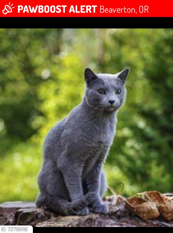 Lost Male Cat last seen Murray and Scholl's , Beaverton, OR 97008