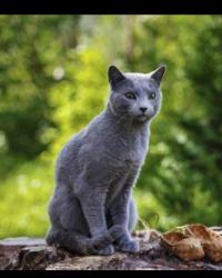 Lost Male Cat last seen Murray and Scholl's , Beaverton, OR 97008