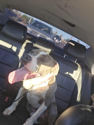 Lost Male Dog last seen 61st avenue and Glendale , Glendale, AZ 85301