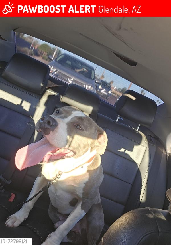 Lost Male Dog last seen 61st avenue and Glendale , Glendale, AZ 85301