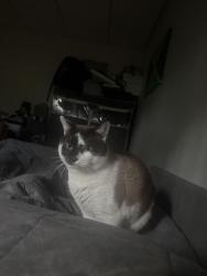 Lost Male Cat last seen apmt Complex , Buford, GA 30519