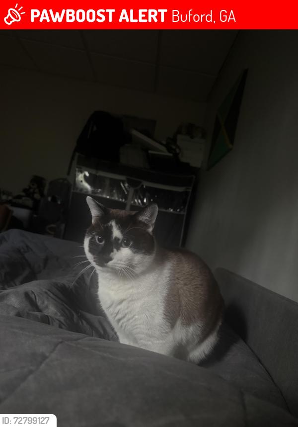 Lost Male Cat last seen apmt Complex , Buford, GA 30519