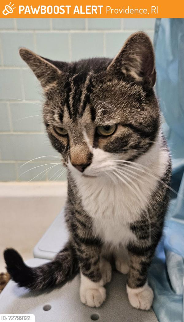 Found/Stray Male Cat last seen Between russo st snd social st, Providence, RI 02904