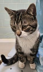Found/Stray Male Cat last seen Between russo st snd social st, Providence, RI 02904
