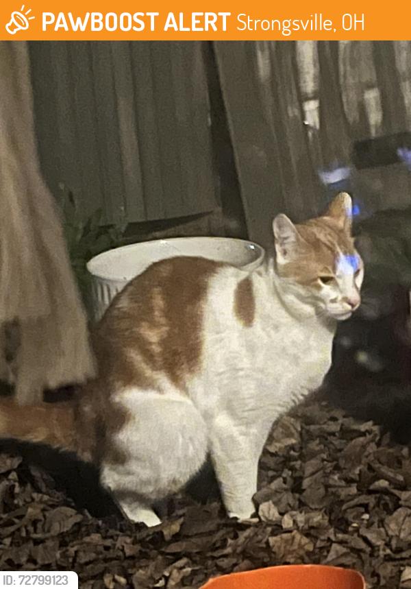 Found/Stray Unknown Cat last seen Whitney and webster rd intersection , Strongsville, OH 44136