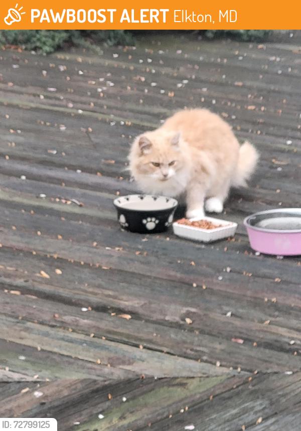 Found/Stray Unknown Cat last seen Jetty Frog, Elkton, MD 21921