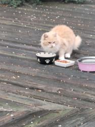 Found/Stray Unknown Cat last seen Jetty Frog, Elkton, MD 21921