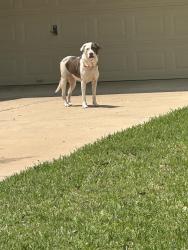 Found/Stray Female Dog last seen China Blue Ln & Serene Wave, Houston, TX 77433